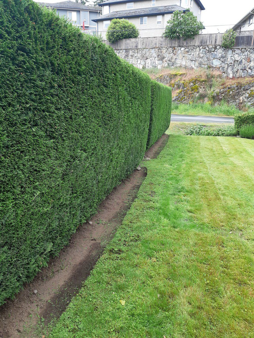 Cedar Hedge Care A Guide