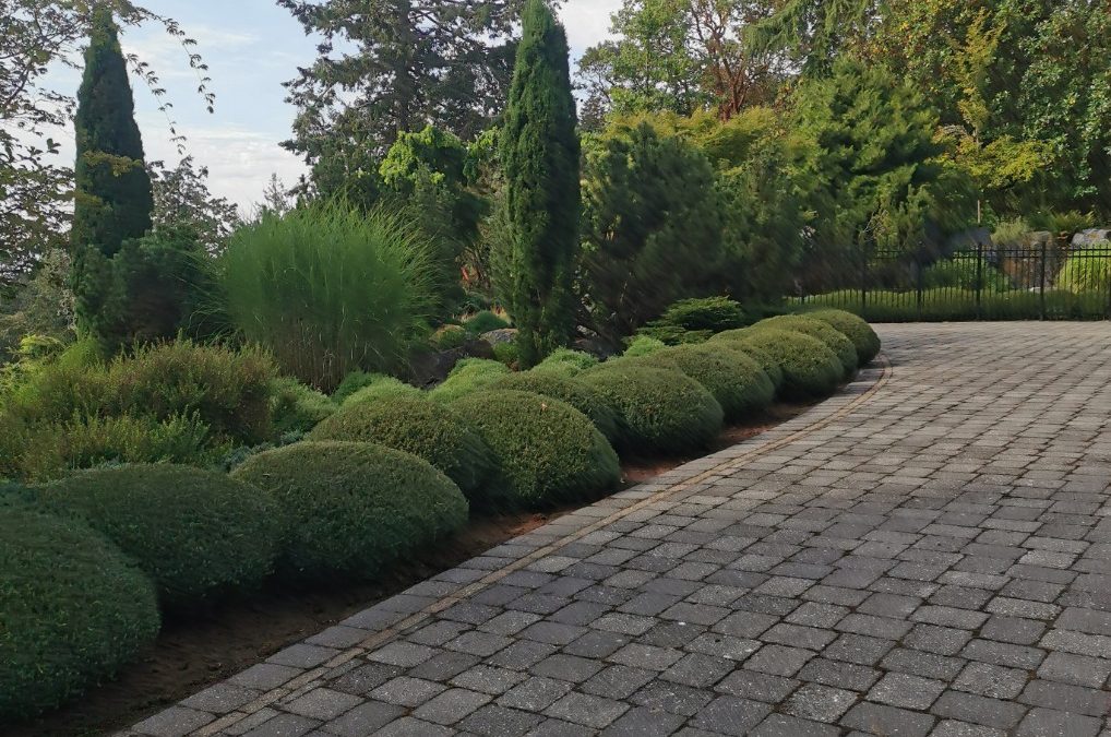 Autumn Hedge Care: Tips from Expert YRYM Landscapers